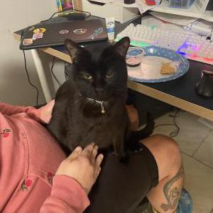 Lost Cat Poptart