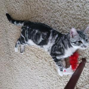 Found Cat Unknown