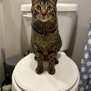 Lost Cat Mosby