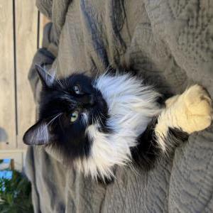 Lost Cat Smokey