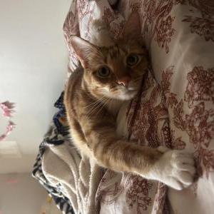 Lost Cat Tofu