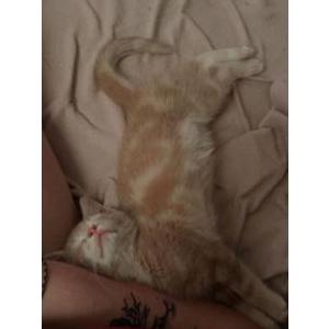 Lost Cat Calcifur