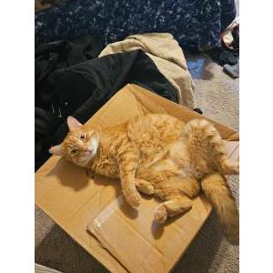 Lost Cat Buddy
