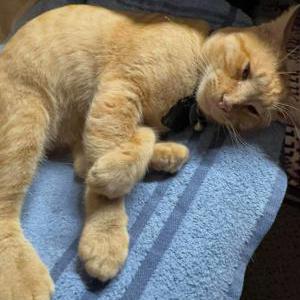 Lost Cat Ginger