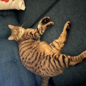 Lost Cat Tony