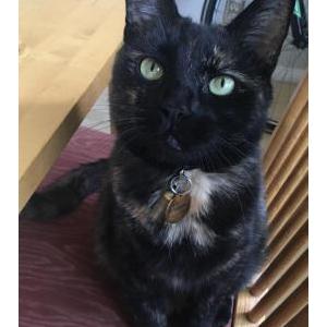 Lost Cat Samira