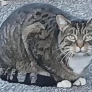Found Cat Tabby Cat