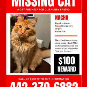 Lost Cat Nacho