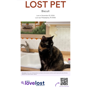 Lost Cat Biscuit