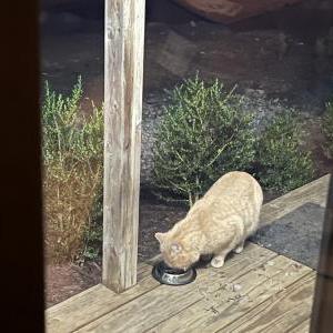 Found Cat Unknown
