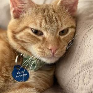 Image of Walter, Lost Cat