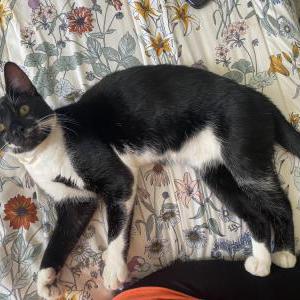 Found Cat unknown