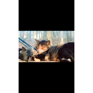 Lost Cat Zephyr