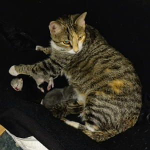 2nd Image of Zephyr, Lost Cat