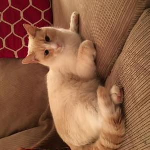 Lost Cat Nigel