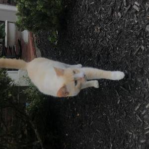 2nd Image of Nigel, Lost Cat