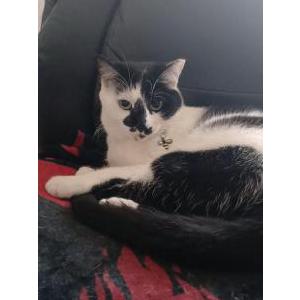Lost Cat Min