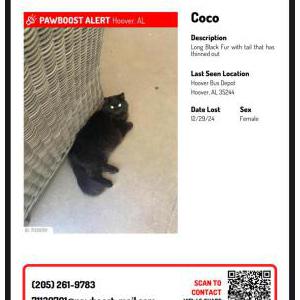 Image of Coco, Lost Cat