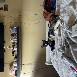 Lost Cat Luna