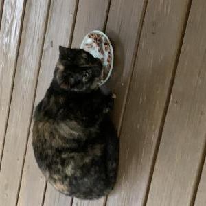 Image of Tortoiseshell, Found Cat