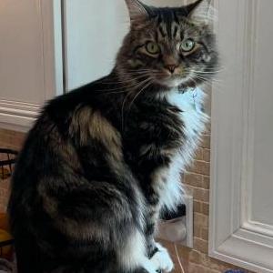 Lost Cat Kyro