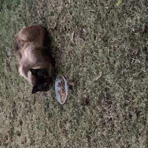 Image of Tan with seal points, Found Cat
