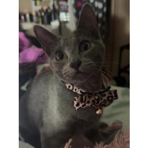 Lost Cat Girlee