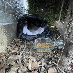 Lost Cat Unkown