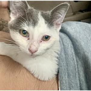 Lost Cat Mio