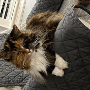 Lost Cat Stella Blu