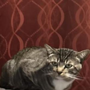 Lost Cat Mickey