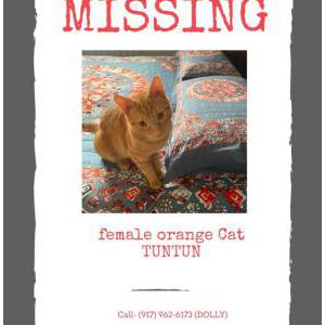Image of Tuntun, Lost Cat