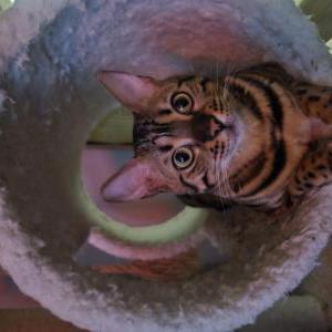 Lost Cat Rika