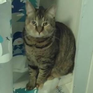 Lost Cat Journey