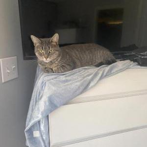 Lost Cat Khloe