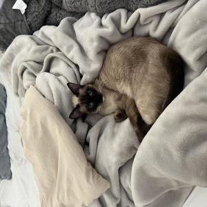 Lost Cat Junie