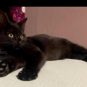 Lost Cat Oliver