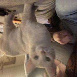 Lost Cat Cheese