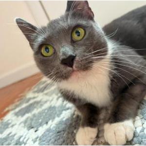 Lost Cat Shuna