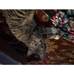 Found Cat Unknown