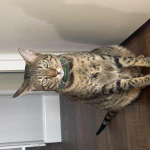 Lost Cat Liliana