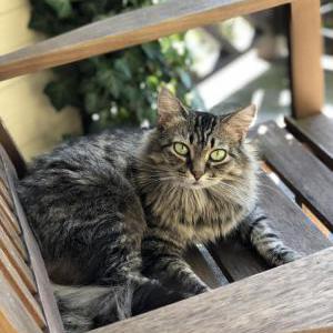 Lost Cat Mia