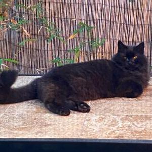 Lost Cat Obi