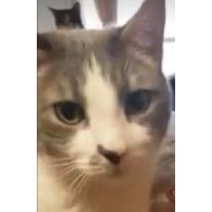 Lost Cat Max