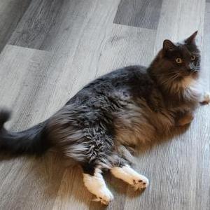 Lost Cat GREYIE