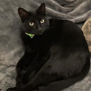 Lost Cat Odin