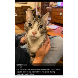 Found Cat Unknown