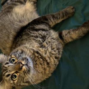 Lost Cat Desmond Jones
