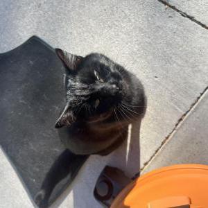Lost Cat Muffin aka BlackOps