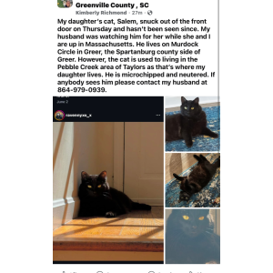 Lost Cat Salem